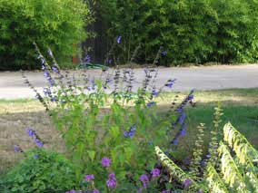 Hummingbird at the blue salvia