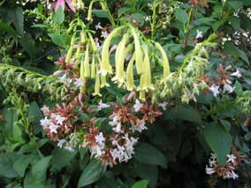 Cape Fuchsia and Abelia blooms