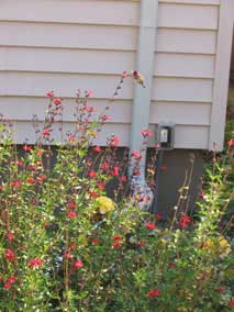Hummingbird at red salvias