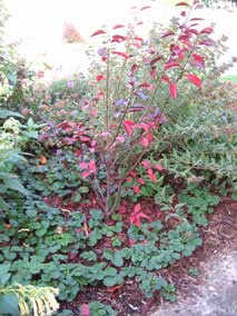 West garden in late October