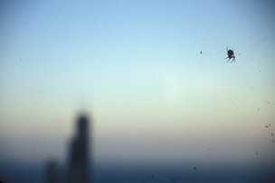 Spider outside 94th floor of the John Hancock building