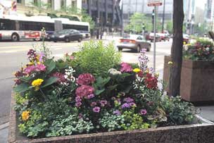 flowers on Michigan Avenue