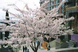 Flowering cherry tree at Harbor Steps, Seattle, Washington