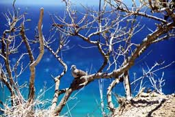 Dove on Diamond Head