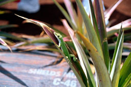 Lizard at Dole Pineapple Plantation