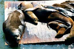 Sea lions at Pier 39