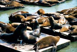 Sea lions at Pier 39