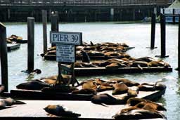 Sea lions at Pier 39