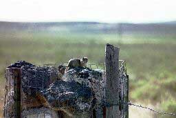 Ground squirrel on rock fence post at Malheur NWR