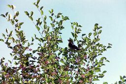 Bird in tree at Malheur NWR