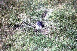 Belding ground squirrel at Malheur NWR