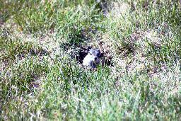 Belding ground squirrel at Malheur NWR