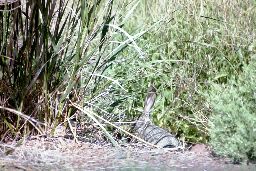 Jackrabbet at Malheur NWR