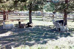 Llamas