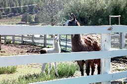 Llama mother and cria