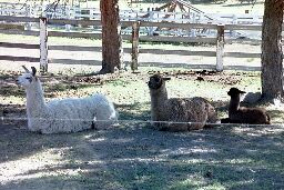 Llamas