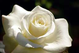 Peninsula Park Rose Garden, Portland, Oregon