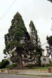 Sequoia redwood tree at Flavel House, Astoria, Oregon