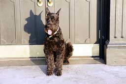Fierce guard dog at the Geiser Hotel