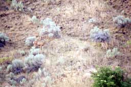 Deer along Hells Canyon Scenic Byway