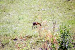 YAD (Yet Another Deer) along the Hells Canyon Scenic Byway