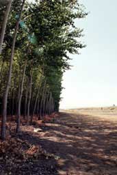 Poplars