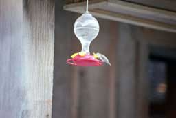 Hummingbirds in Hells Canyon