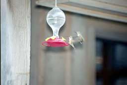 Hummingbirds in Hells Canyon