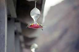 Hummingbirds in Hells Canyon