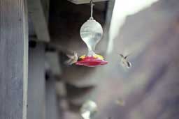 Hummingbirds in Hells Canyon