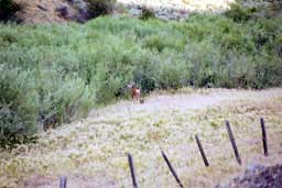 Deer along Hells Canyon Scenic Byway