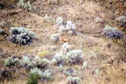Deer along Hells Canyon Scenic Byway