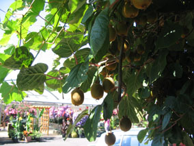 Bauman Farms