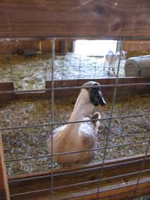 Bauman Farms