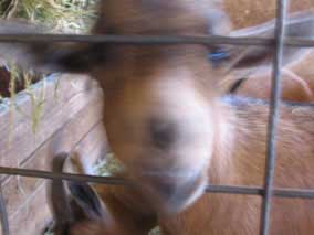 Bauman Farms