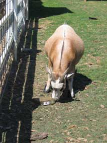 Bauman Farms