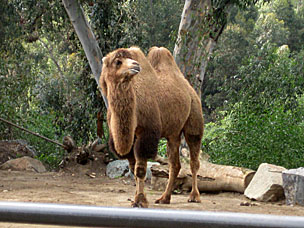Bactrian Camel at San Diego Zoo
