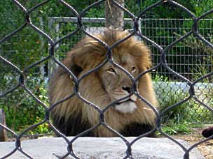 Lion at San Diego Zoo
