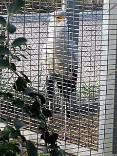 Secretary Bird at San Diego Zoo
