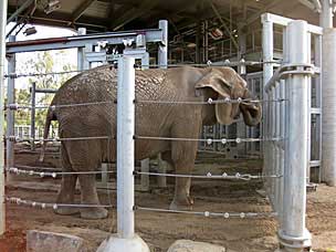 African Elephant at San Diego Zoo