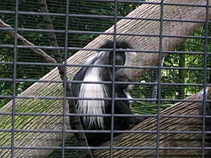 Angolan Colobus mother and baby at San Diego Zoo