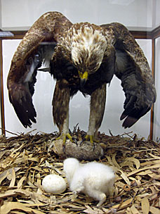 Golden Eagle and chic mounted at San Diego Natural History Museum