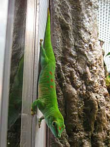 Madagascan Giant Day Gecko at San Diego Natural History Museum