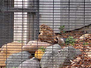 Burrowing Owl at Chula Vista Nature Center