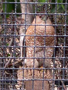 Cooper's Hawk at Chula Vista Nature Center
