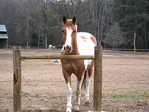 Horse at Beavers Bend State Park, Oklahoma