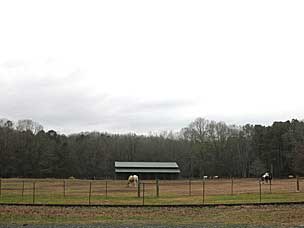 Horses at Beavers Bend State Park, Oklahoma