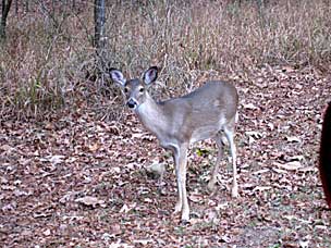 White-tailed deer at Beavers Bend State Park, Oklahoma