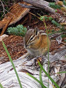 Olympic Chipmunk (<em>Tamias amoenus caurinus</em>) at Hurricane Ridge, Olympic National Park, Washington