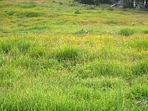 Columbian black-tailed deer (<em>Odocoileus hemionus columbianus</em>) buck at Hurricane Ridge, Olympic National Park, Washington